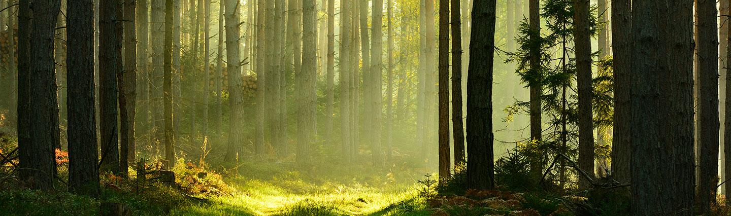 The Naturals: Biophillic Forest with light rays on a path